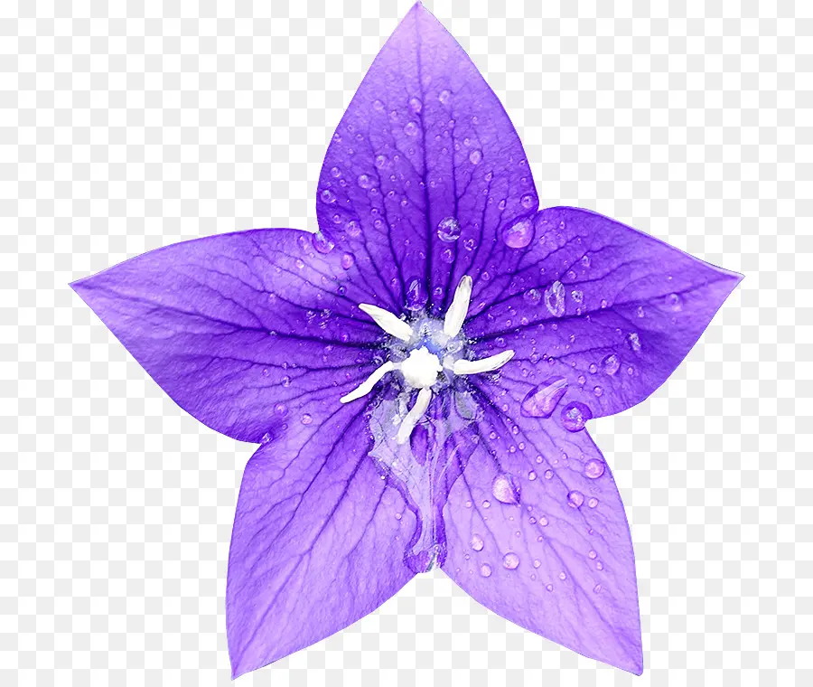 Fleur Violette，Fleurir PNG