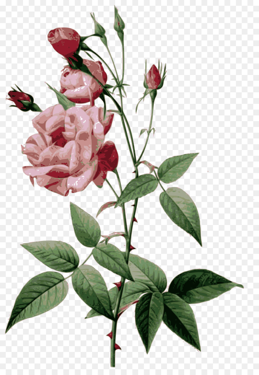 Rose Rose，Floraison PNG