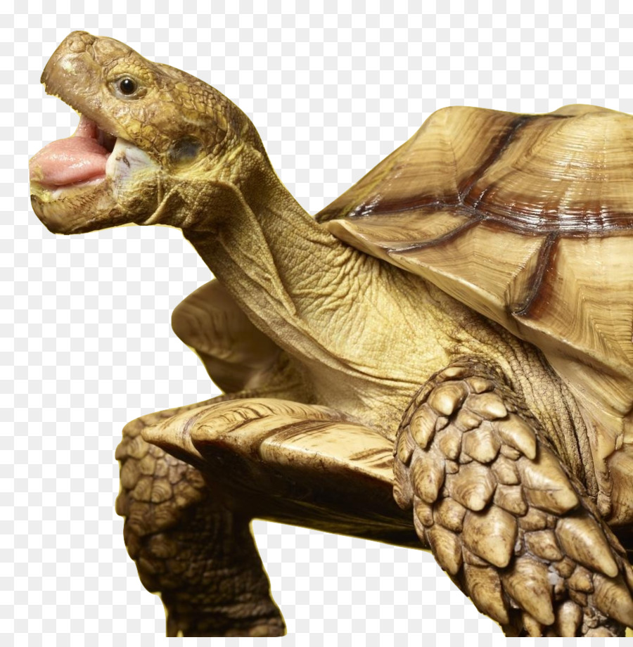 Tortue，Les Tortues Terrestres Et Les Tortues Boîtes PNG