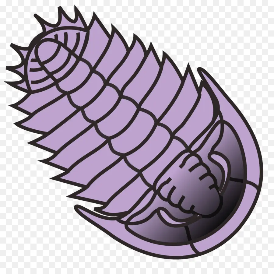 Trilobite，Dessin PNG