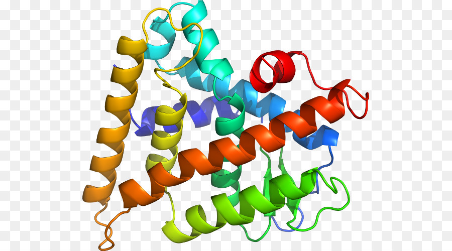 Structure Des Protéines，Molécule PNG