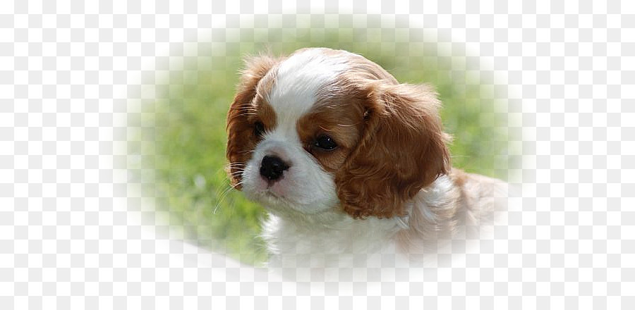 Epagneul De Roi Charles Epagneul Cavalier King Charles Cavapoo Png Epagneul De Roi Charles Epagneul Cavalier King Charles Cavapoo Transparentes Png Gratuit