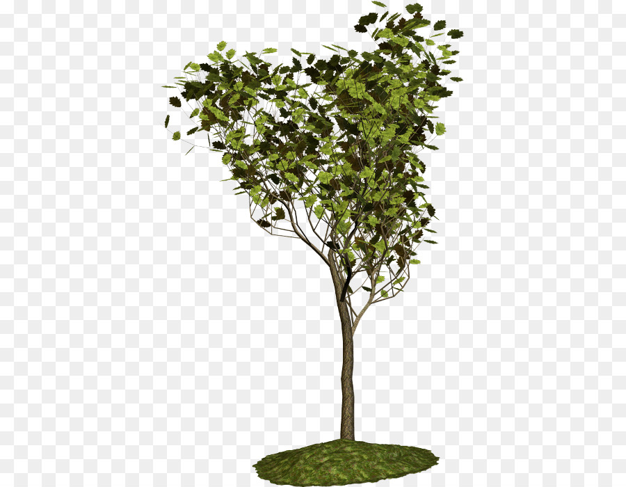 Arbre，Succursales PNG