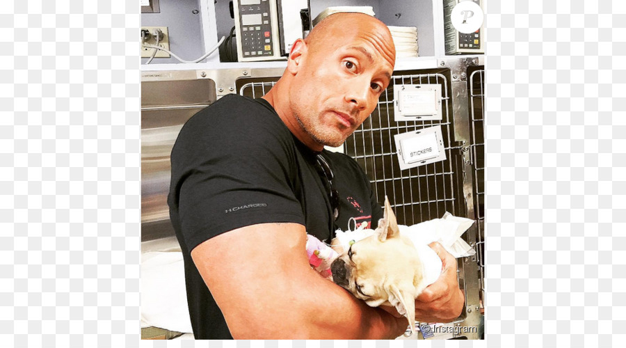 Dwayne Johnson，Bulldog Français PNG