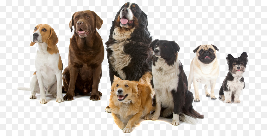 Chiens，Animaux De Compagnie PNG