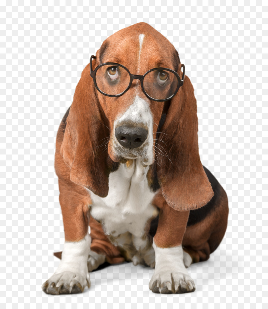 Chien，Lunettes PNG