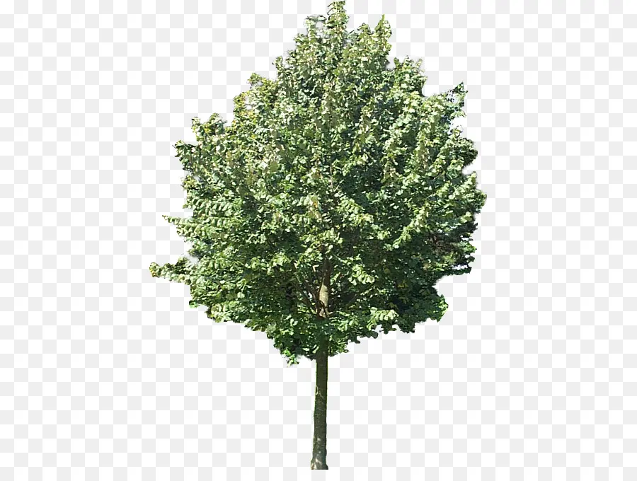 Arbre，Feuilles PNG