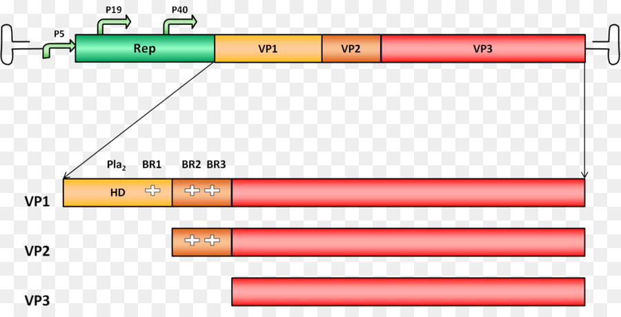 Virus Adenoassociated，Protéine Majeure De Capside Vp1 PNG