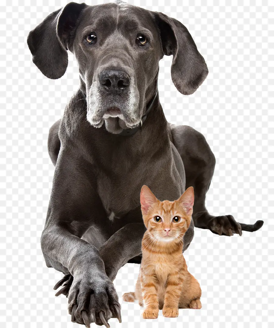 Chien Et Chat，Chien PNG