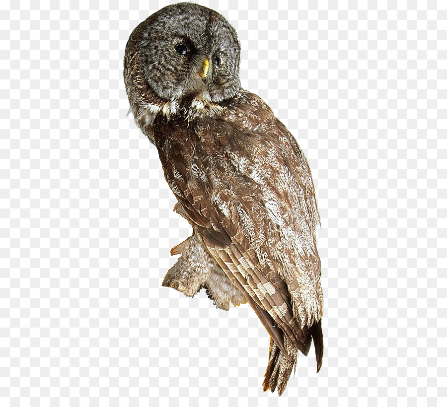 Hibou，Oiseau PNG