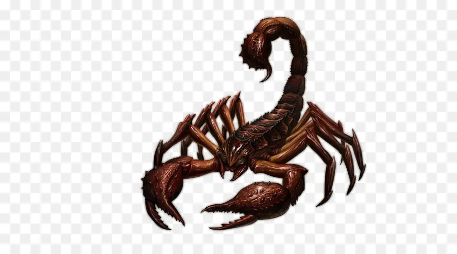 Scorpion，Insecte PNG
