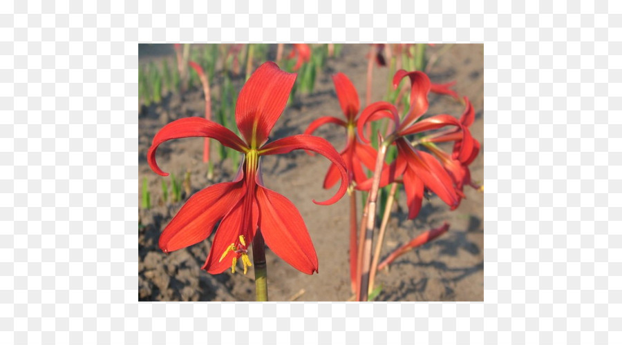 Amaryllis，Montbretia PNG