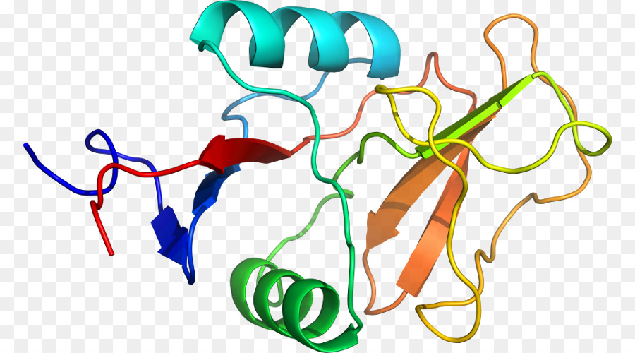 Hélice Protéique，Molécule PNG