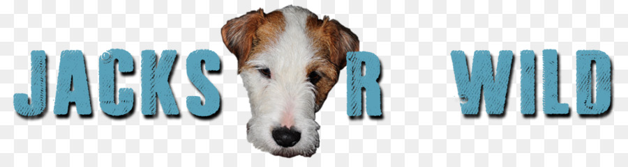 Pasteur Russell Terrier，Russell Terrier PNG