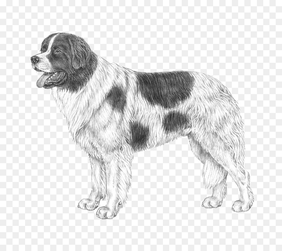 Chien Saint Bernard，Saint Bernard PNG