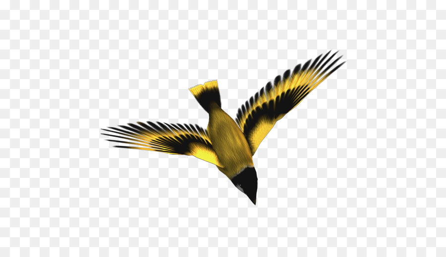 Oiseau，Vol PNG