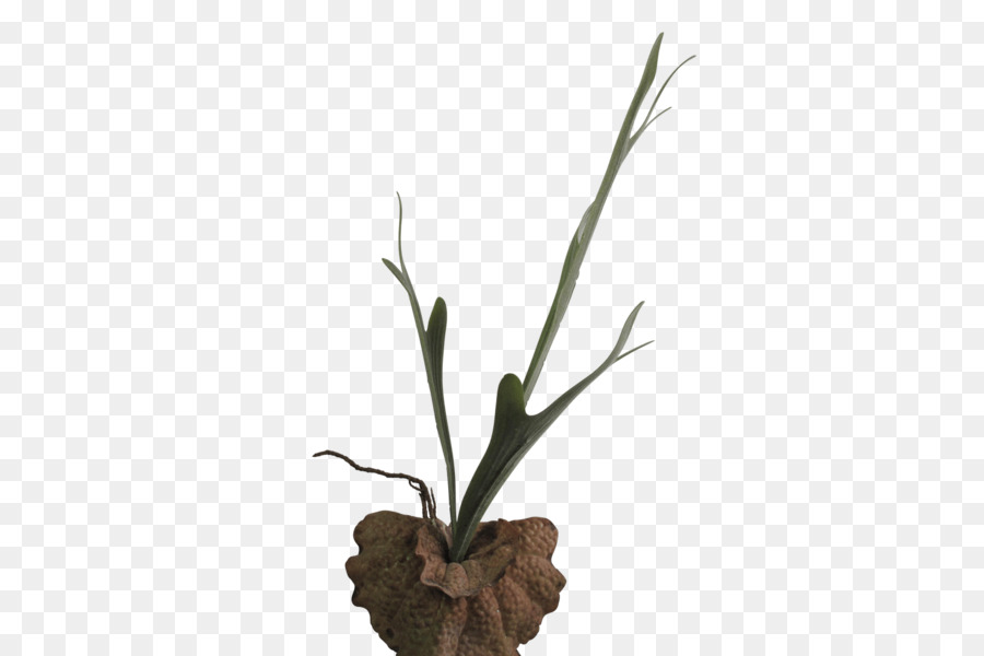 Brindille，Flowerpot PNG