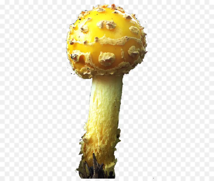 Champignon Comestible，Champignon PNG