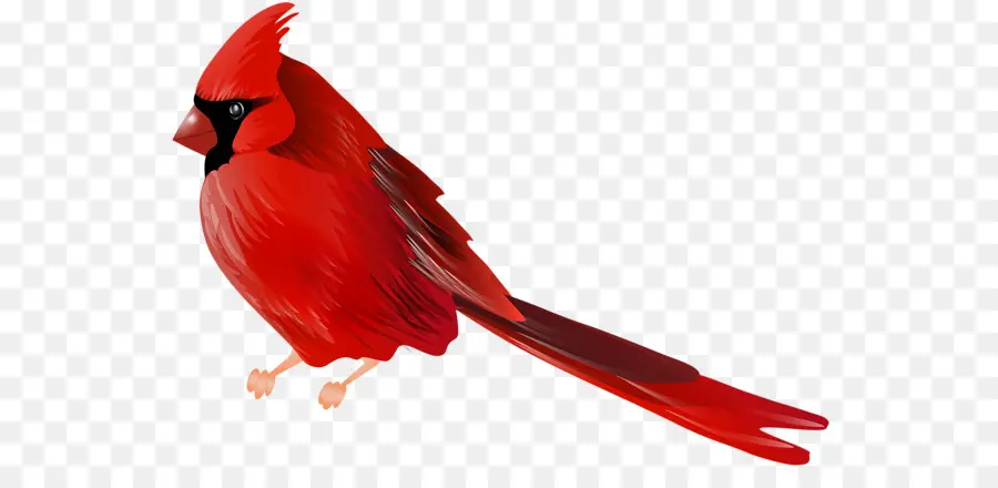 Cardinal，Rouge PNG