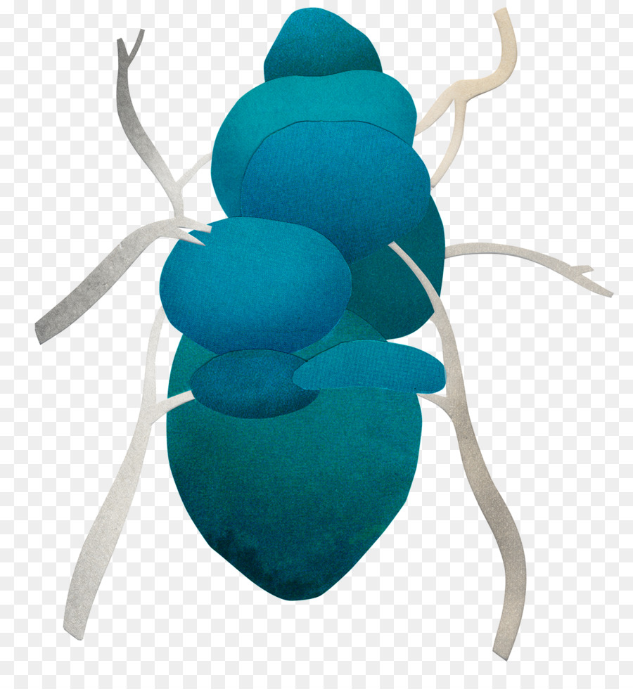 Turquoise，Organisme PNG