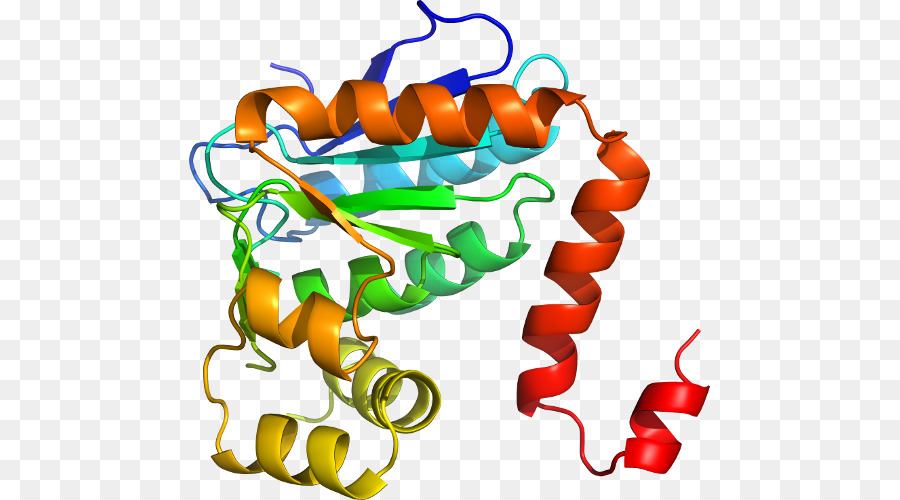 Structure Des Protéines，Biologie PNG