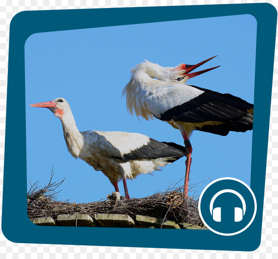 Cigogne Blanche，Oiseau PNG