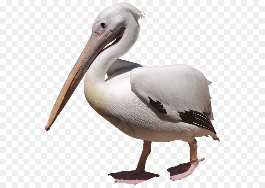 Pelican，Le Papier Peint Du Bureau PNG