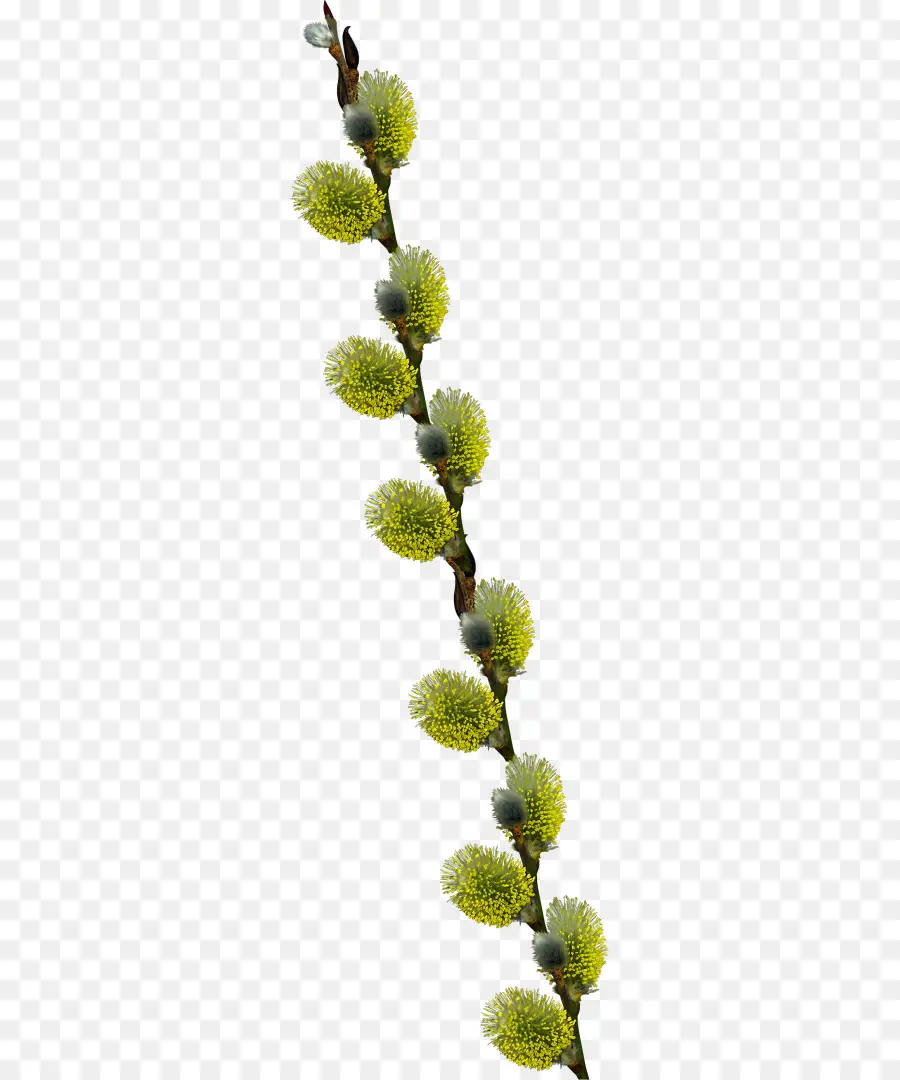 Branche De Fleurs Jaunes，Fleur PNG