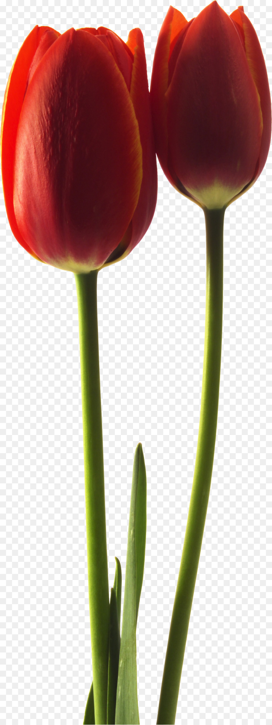 Tulipes，Rouge PNG