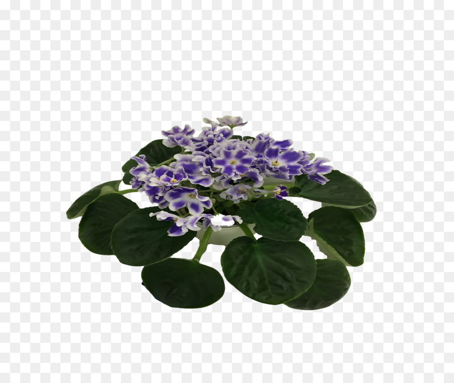 Hortensia，Fleur PNG