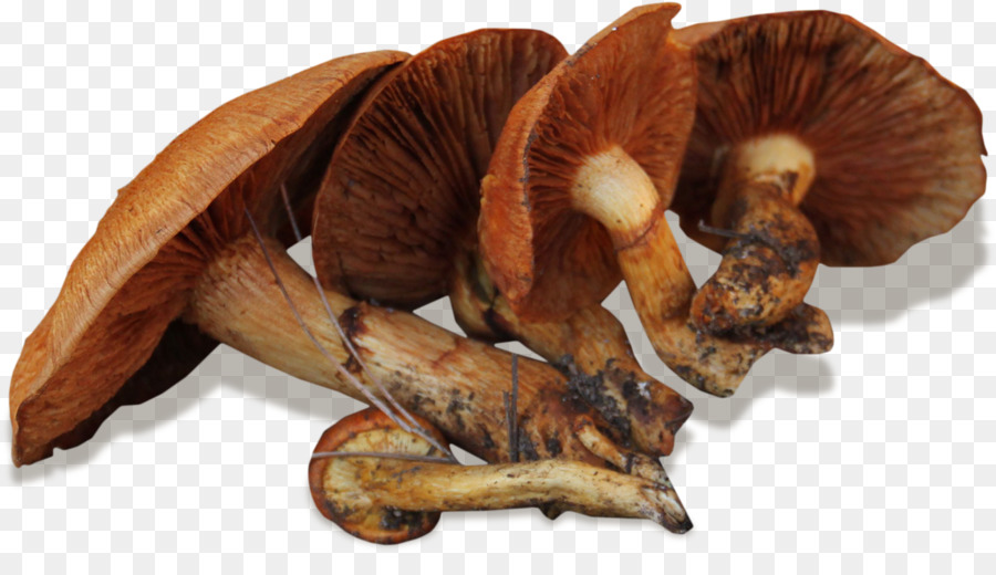 Champignon Comestible， PNG