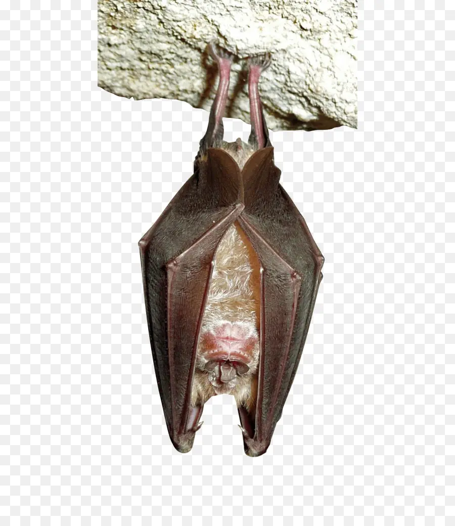 Chauve Souris Suspendue，Grotte PNG