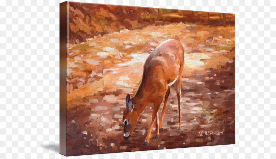 Impala，Cerf PNG