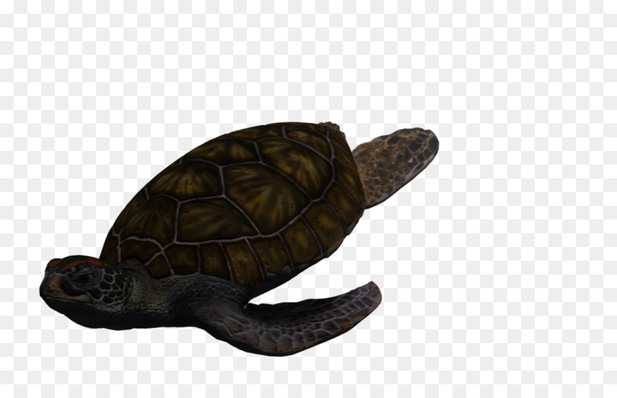 Tortue De Mer，Océan PNG