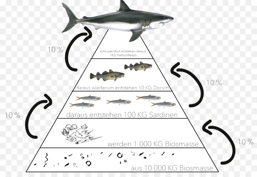 écologique Pyramide，L écosystème PNG