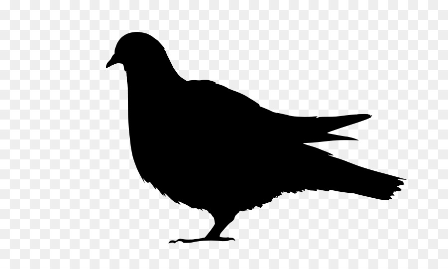 Glace Pigeon，Oiseau PNG