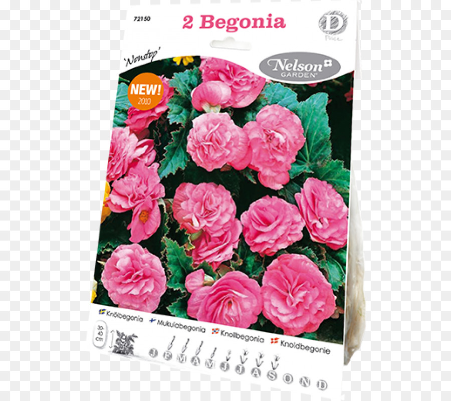 Les Roses De Jardin，Chou Rose PNG