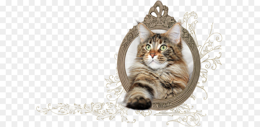 Portrait De Chat，Animal De Compagnie PNG