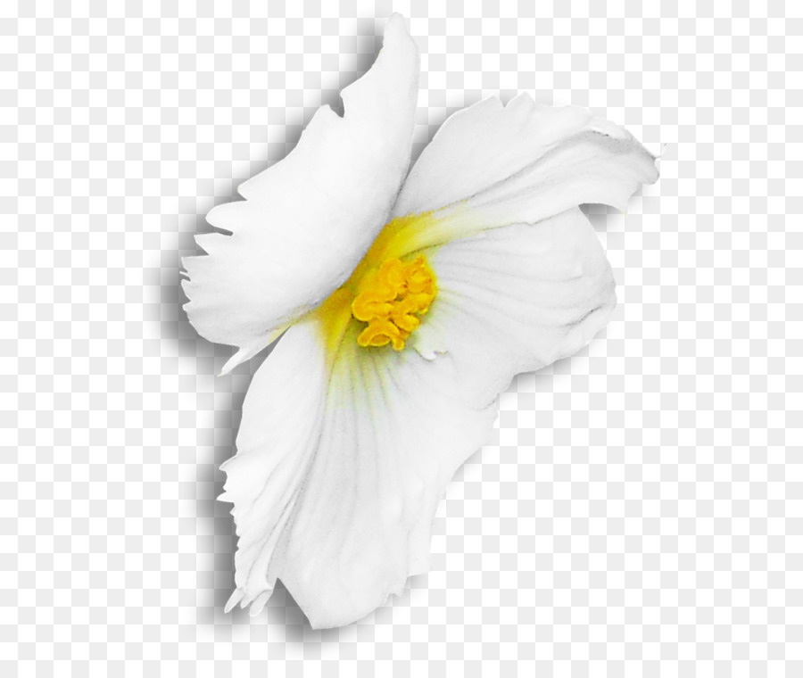 Fleurs Blanches，Lis PNG