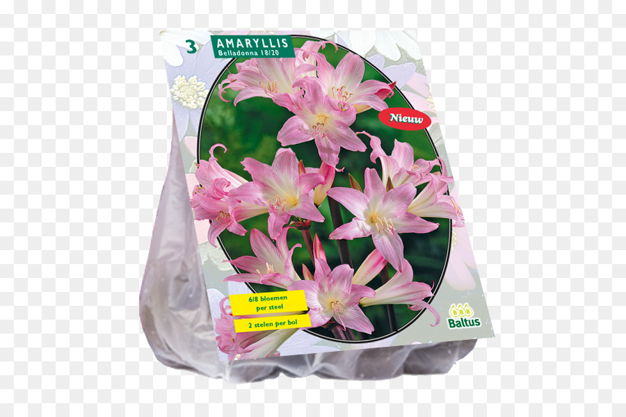 Les Fleurs Coupées，Le Géant De L Allium PNG