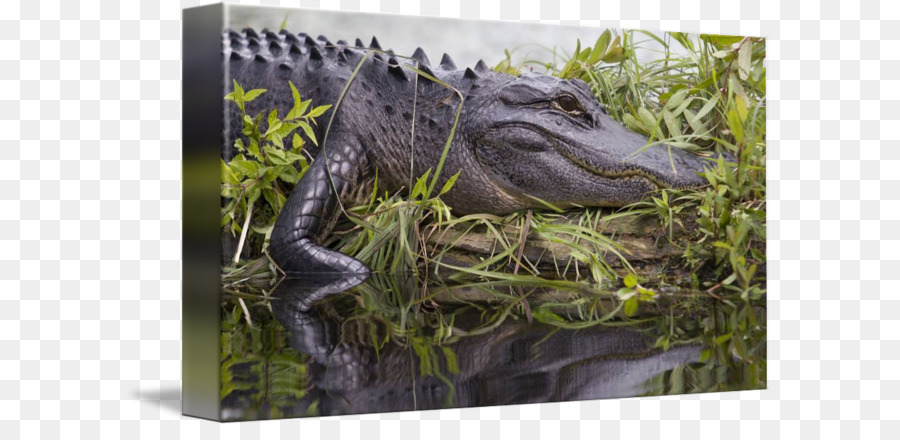 L Alligator Américain，Crocodile PNG