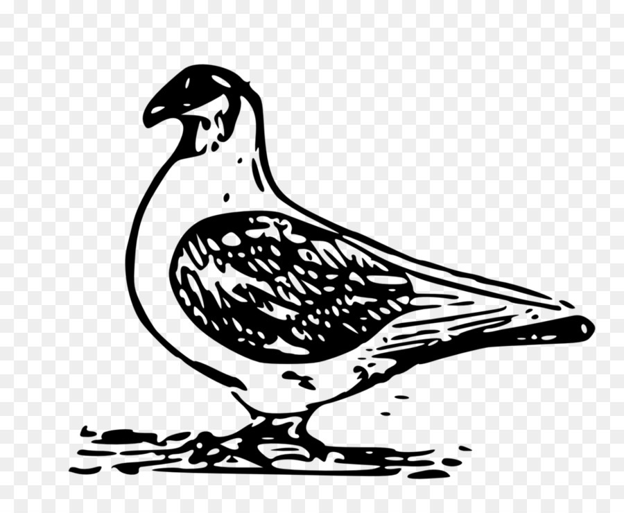 Anglais Pigeon Voyageur，Columbidae PNG
