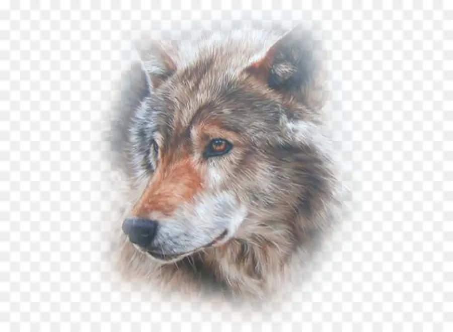 Loup，Faune PNG