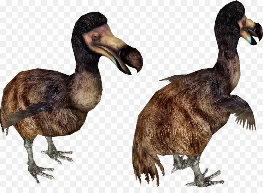 Oiseau Dodo，Éteint PNG