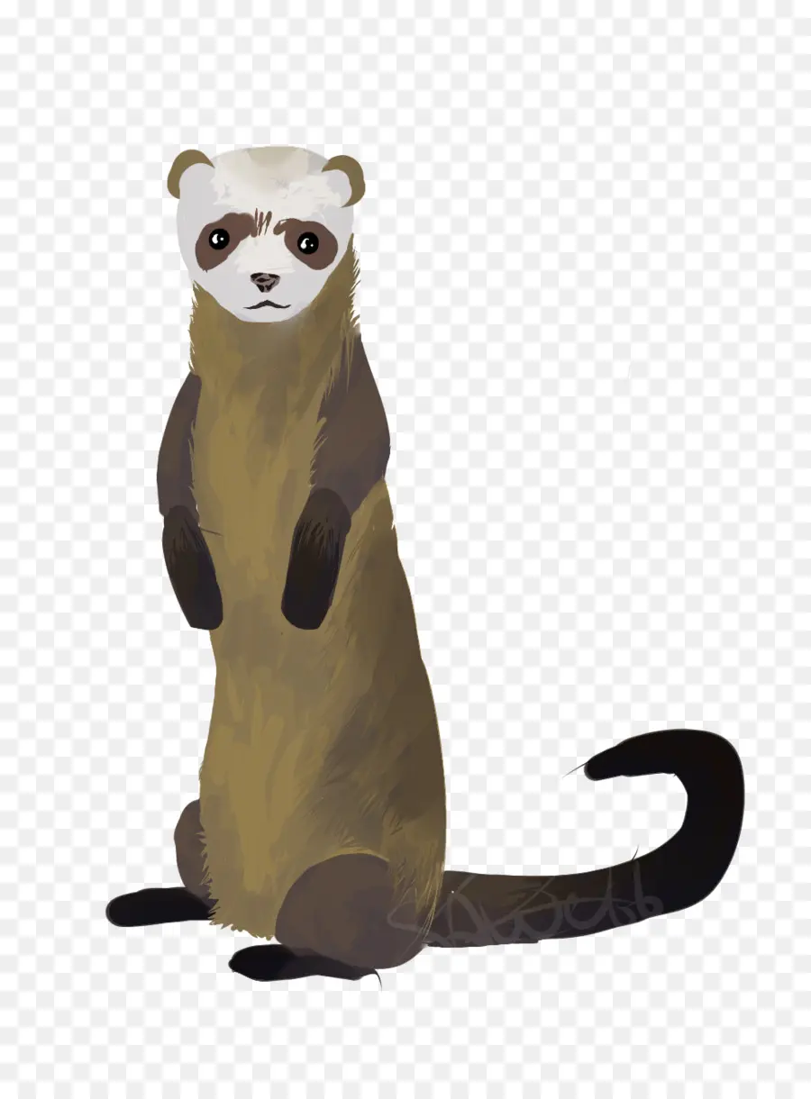 Furet，Animal De Compagnie PNG