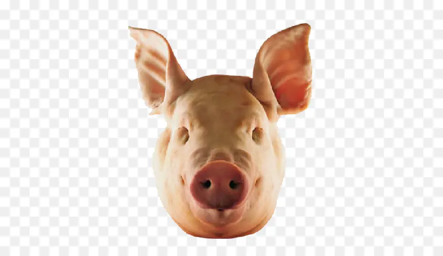 Masque De Cochon，Animal PNG