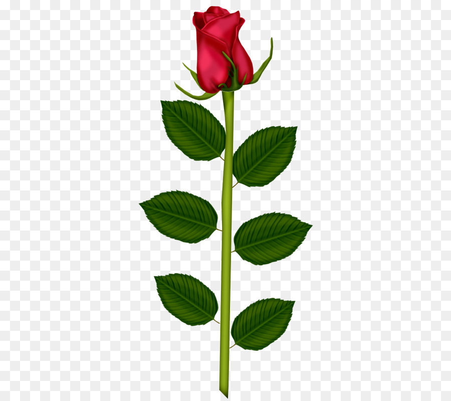 Les Roses De Jardin，La Saint Valentin PNG