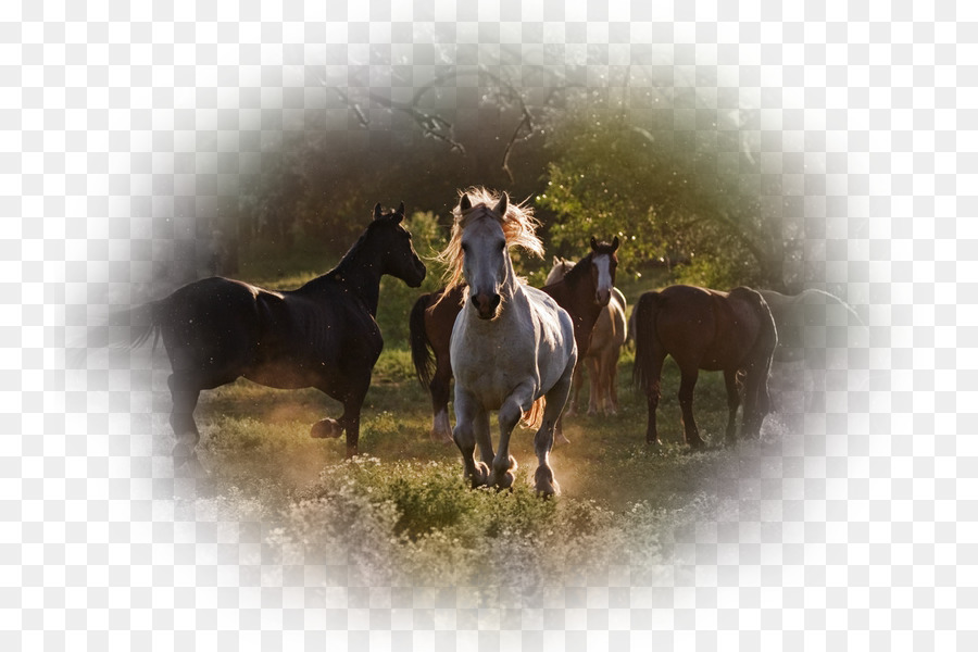 Mustang，Étalon PNG