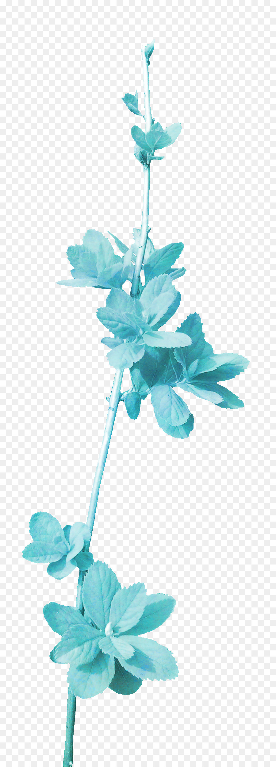 Fleur，Violet PNG