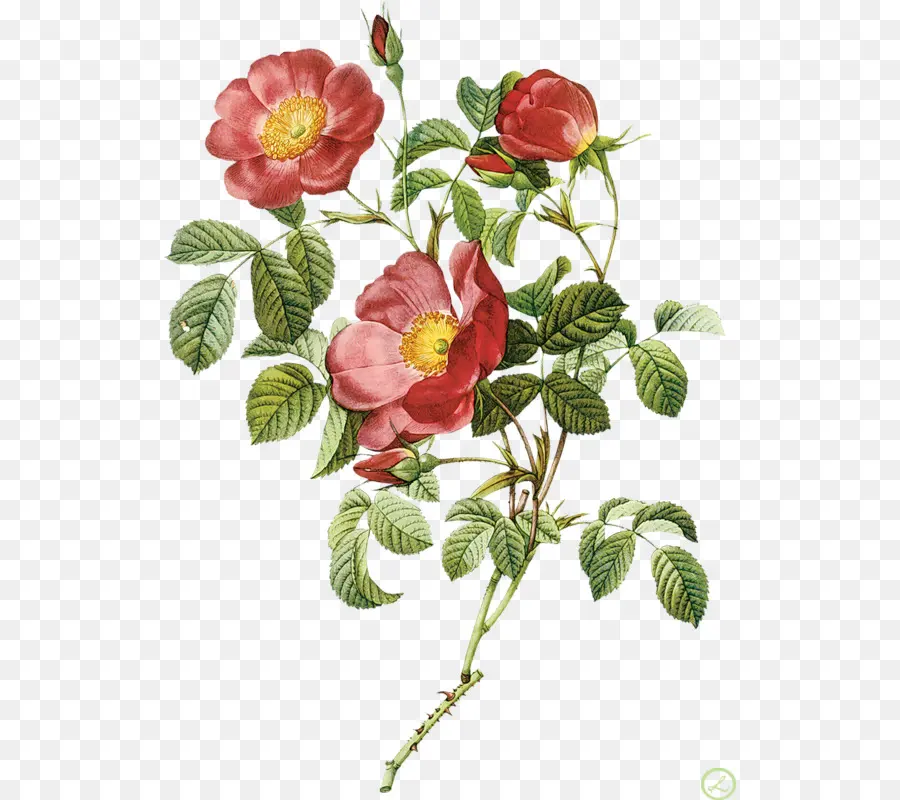 Fleurs，Les Roses PNG